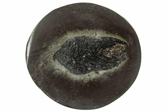 Polished Fish Coprolite (Fossil Poo) Nodule Half - Scotland #314881